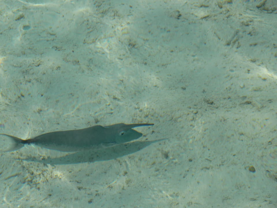 Meeru Island Resort Meeru Maldives Resort Island