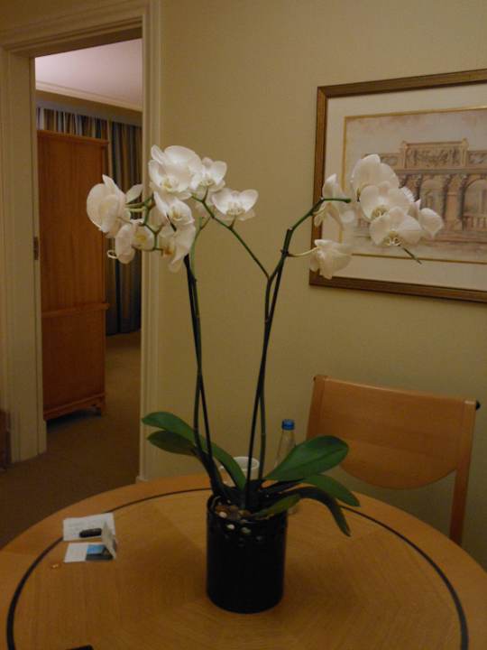Zimmer - Orchidee  Sheraton Warsaw Hotel