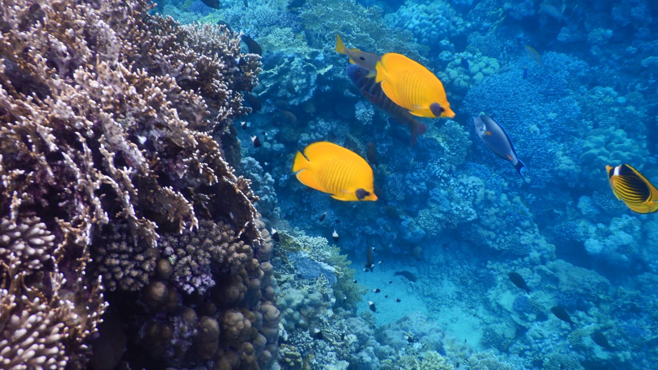 Sport & Freizeit Three Corners Equinox Beach Resort