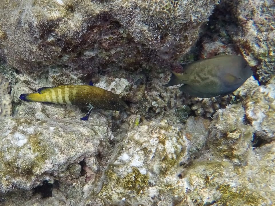 Juwelenzacken - Barsch,Brauner Doktorfisch NH Collection Maldives Havodda Resort