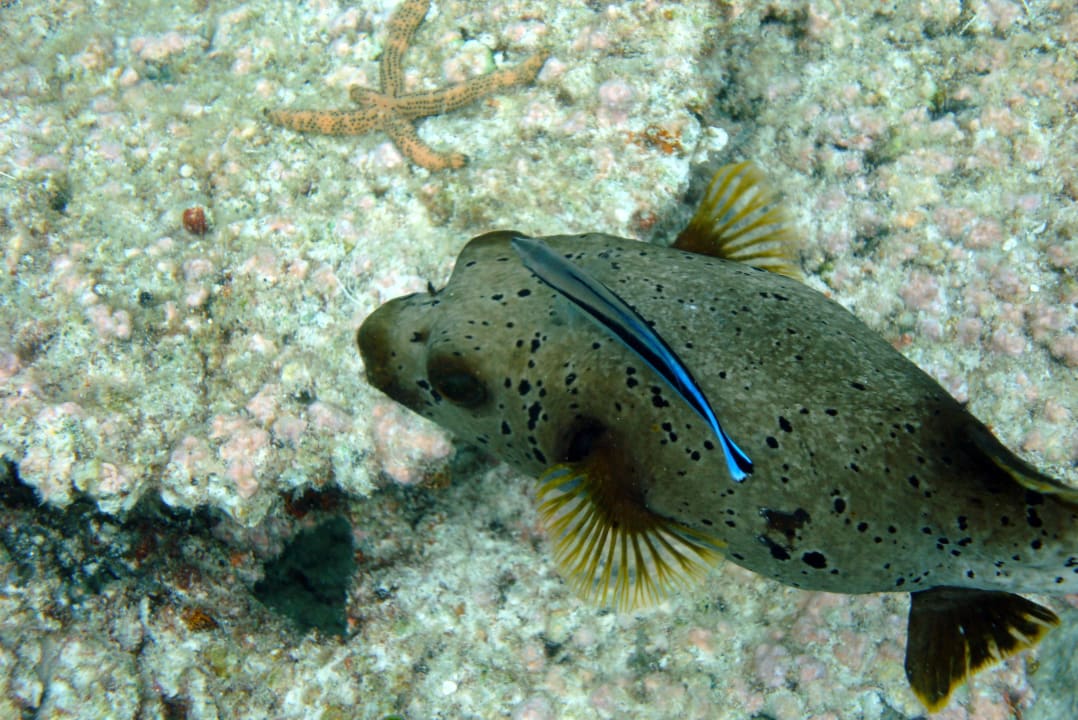Kugelfisch Sandies Bathala Maldives