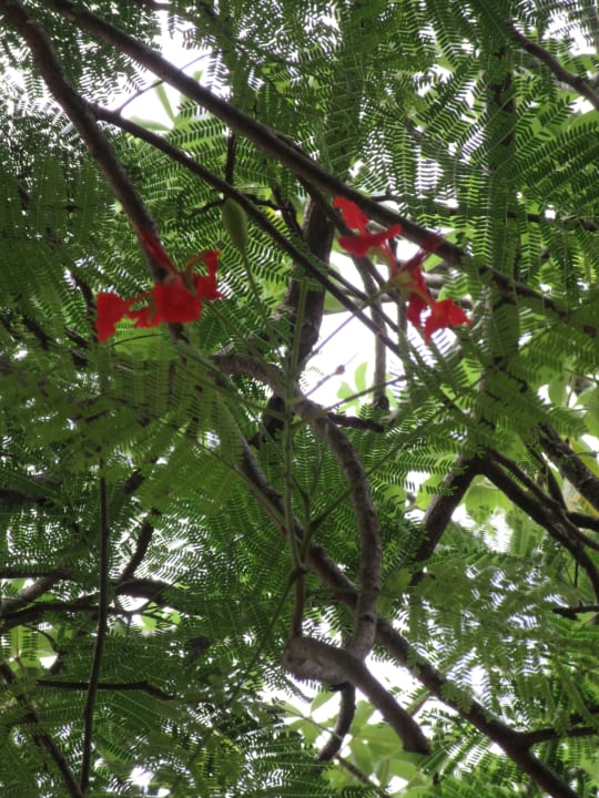 Gartenanlage Baobab Beach Resort & Spa