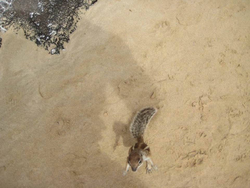 Zutrauliche Erdhörnchen am Strand R2 Pajara Beach