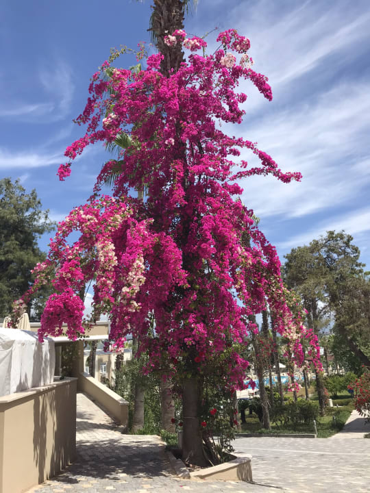 Gartenanlage Club Sidelya Hotel