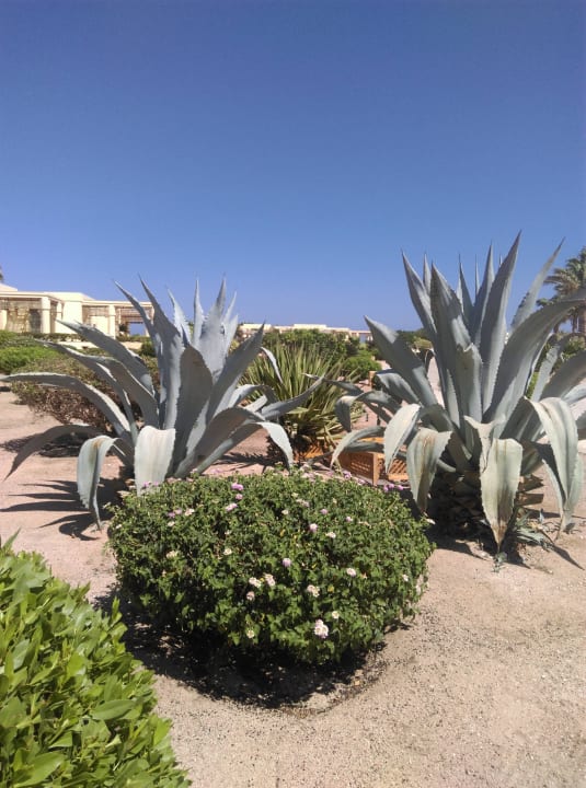 Schön gepflegt Hotel Sheraton Soma Bay Resort