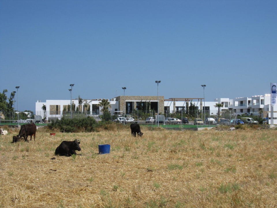 Ländliche Gegend - Kühe vor dem Hotel - schön TUI BLUE Palazzo del Mare