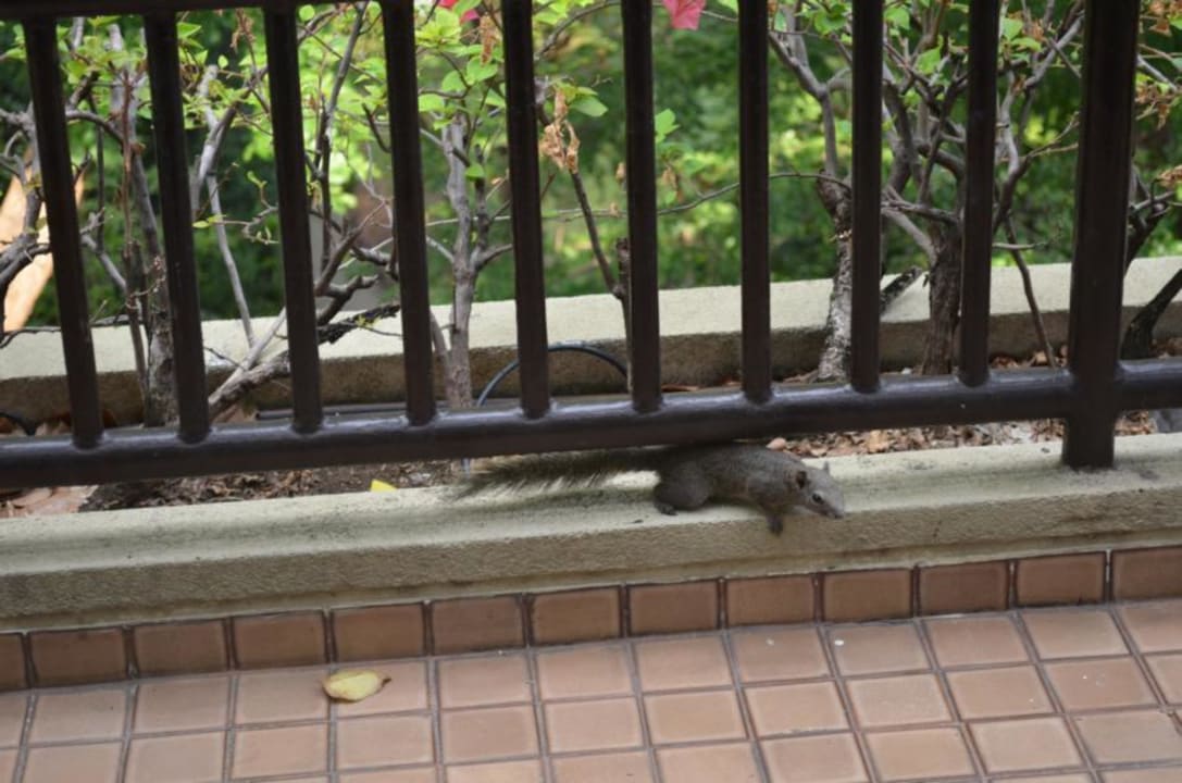 Hotel Swissotel Nai Lert Park Movenpick BDMS Wellness Resort Bangkok