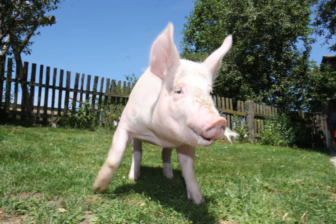 Unser Hofschwein Ella Ferienhof Ritzer