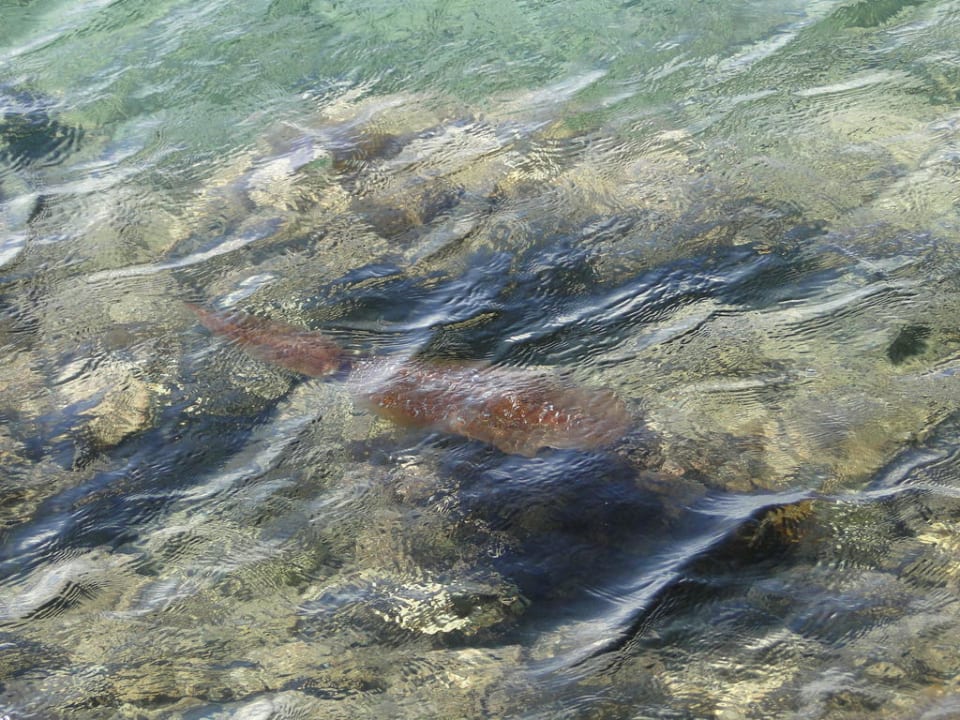 Crystal Springs Beach Hotel Crystal Springs Beach Hotel