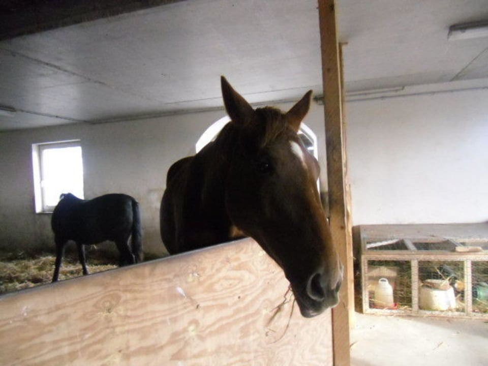 Pferde Rügen-Ferienhof