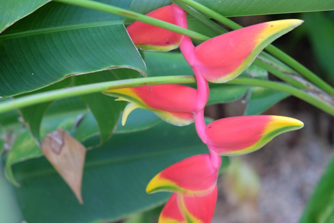 Hotelanlage Hotel Viva Dominicus Palace by Wyndham-All Inclusive Resort