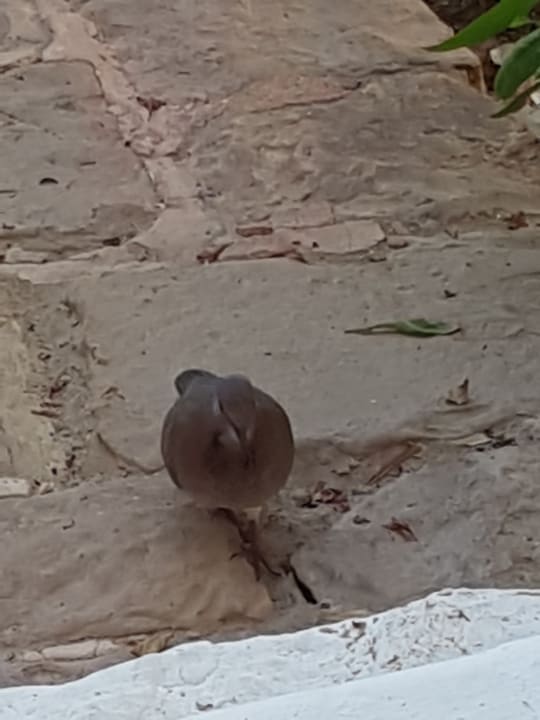 Sonstiges Steigenberger Coraya Beach - Adults only