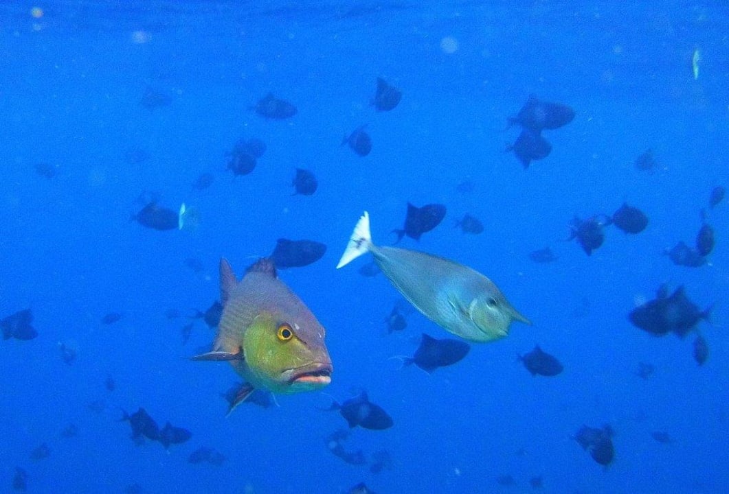 Zwei neue Freunde NH Collection Maldives Reethi Resort