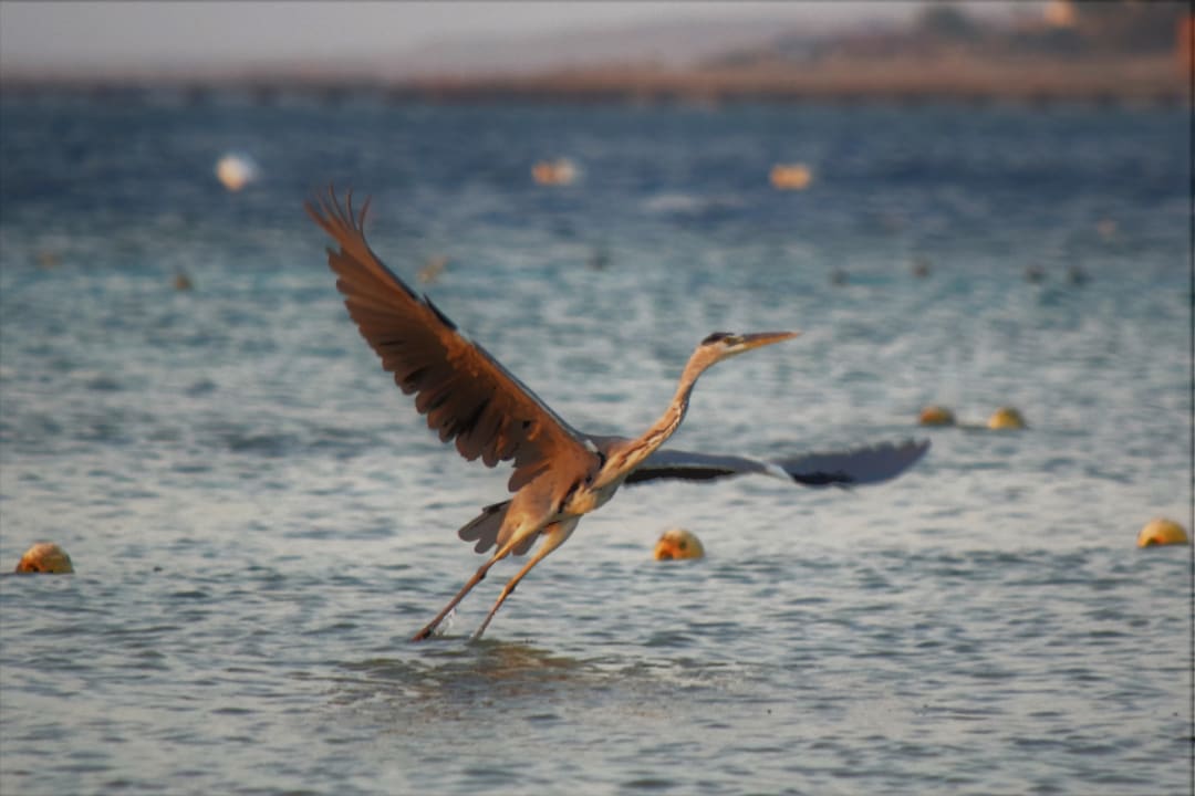 Sonstiges Makadi Spa - Adults only