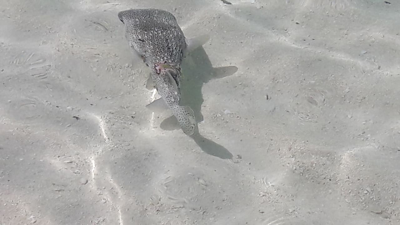 Strand Summer Island Maldives