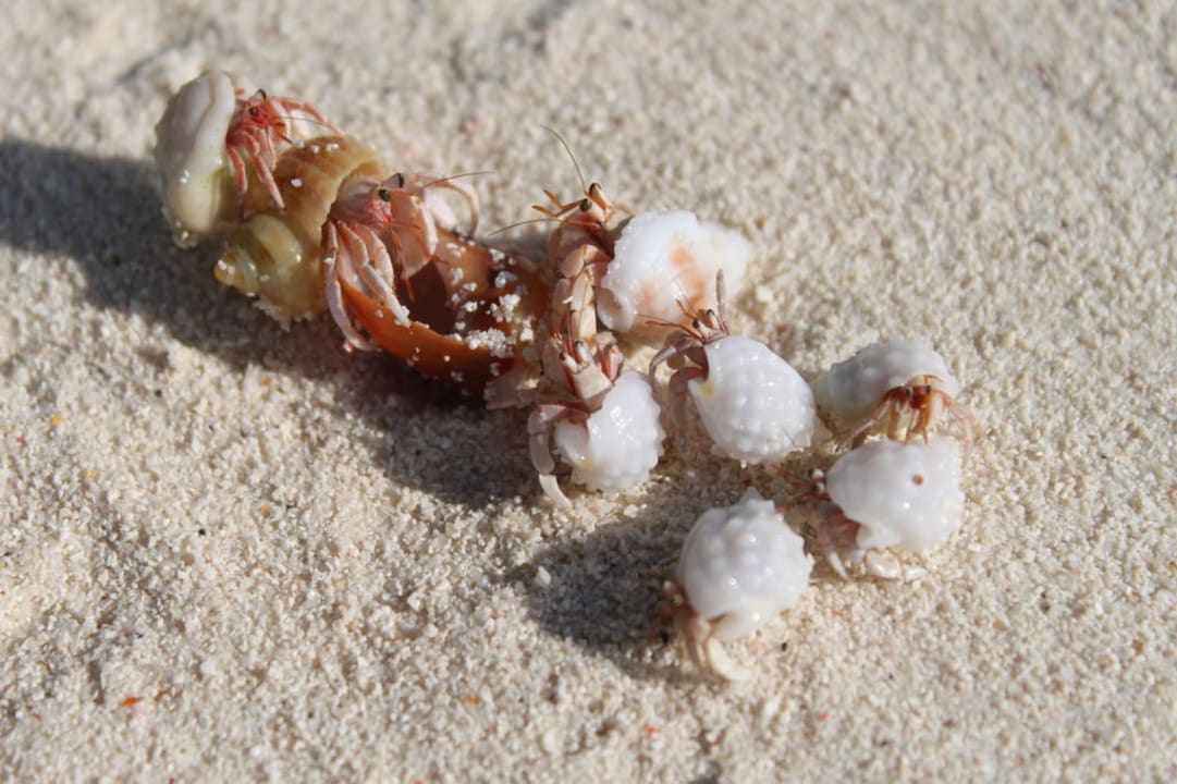 Einsiedlerkrebse Kuramathi Maldives