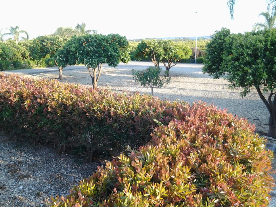 Parkplatz mit Orangenplantage La Terra dei Sogni Hotel & Farm House