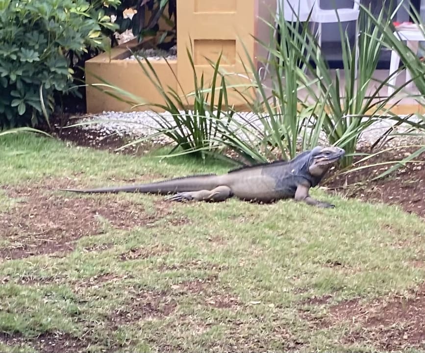 Gartenanlage Hotel Viva Dominicus Beach by Wyndham - All Inclusive Resort