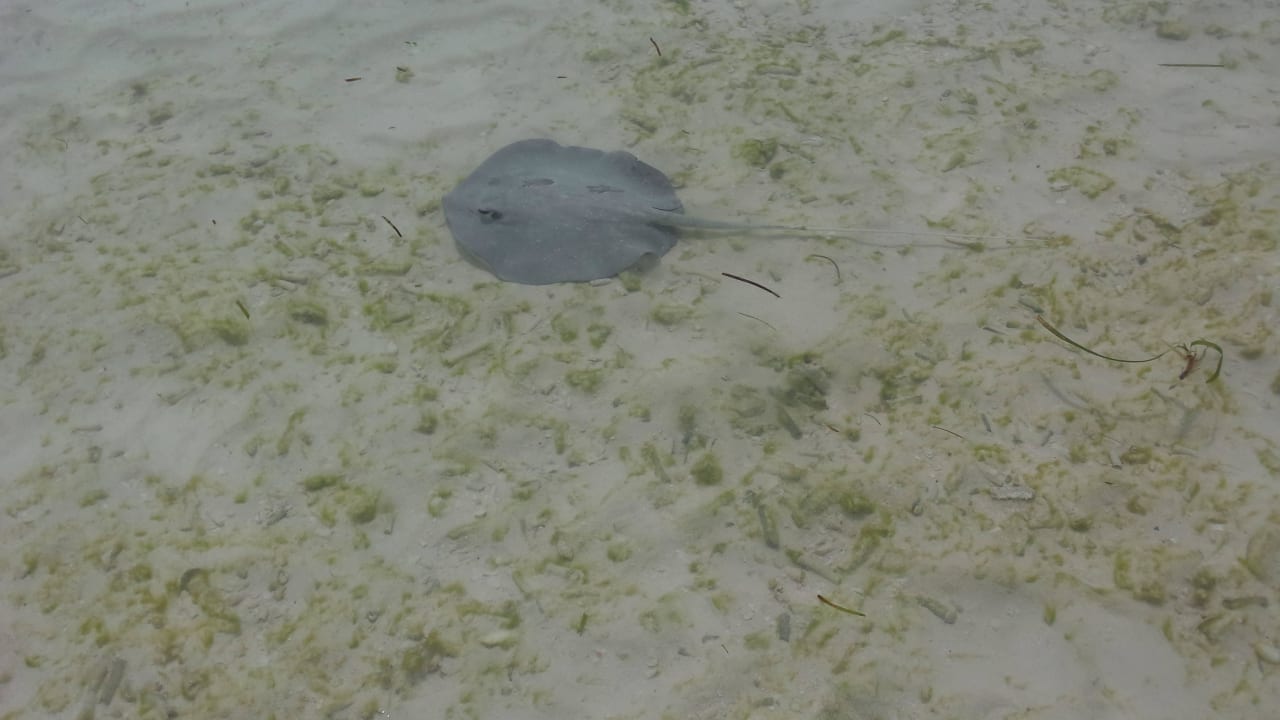 Babyrochen Kuredu Island Resort & Spa