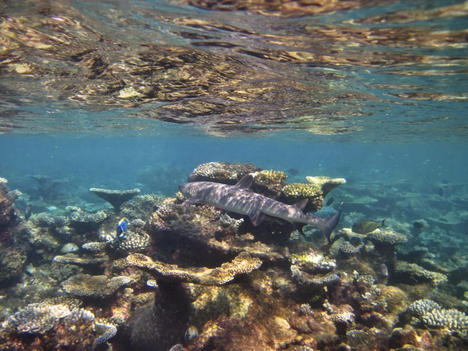 White tip reef shark at house reef Mirihi Island Resort