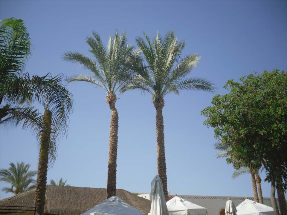 Palmen soweit das Auge sieht Ghazala Gardens