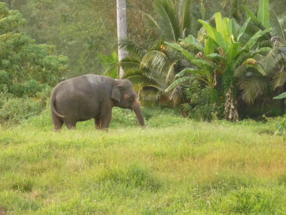 Elefant vorm Hotel The Briza Beach Resort Khaolak