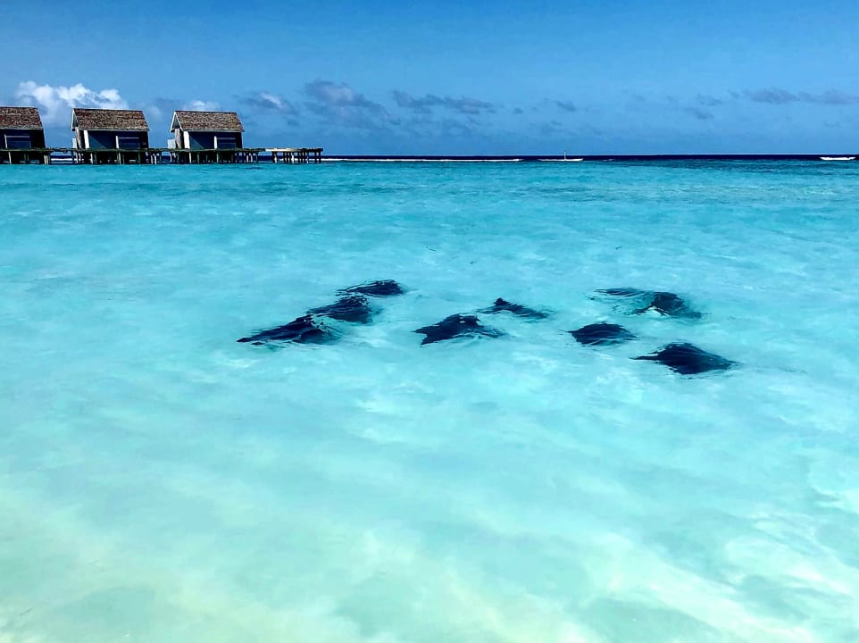 Adlerrochen an der Sandbank Kuramathi Maldives