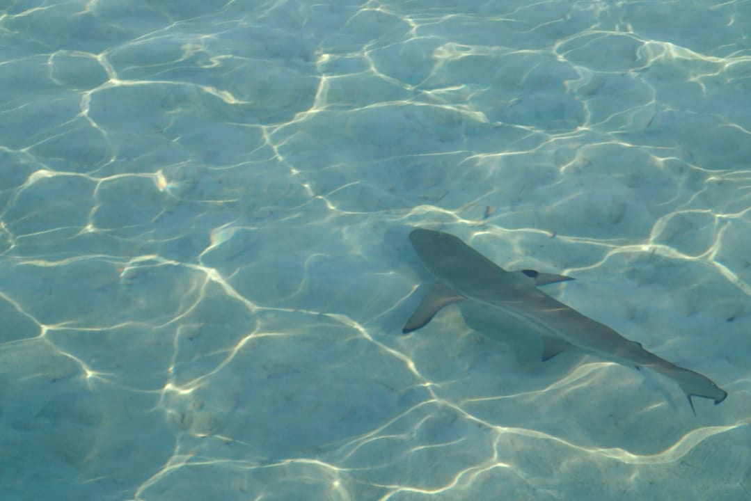 Junger Hai Gili Lankanfushi Resort