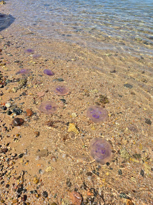 Strand Royal Star Beach Resort