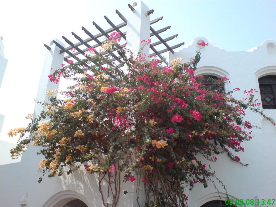 Blumen Arabella Azur Resort