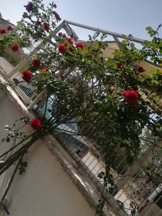 Gartenanlage Merve Sun Hotel & Spa