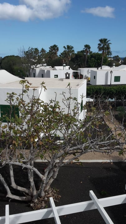 Papagei auf dem Baum Hotel Hyde Park Lane