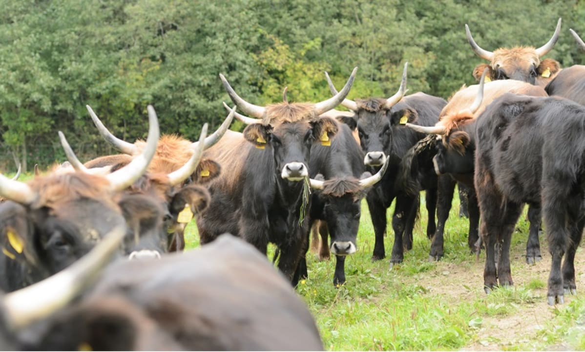 Sonstiges Hofgut Ratzenberg