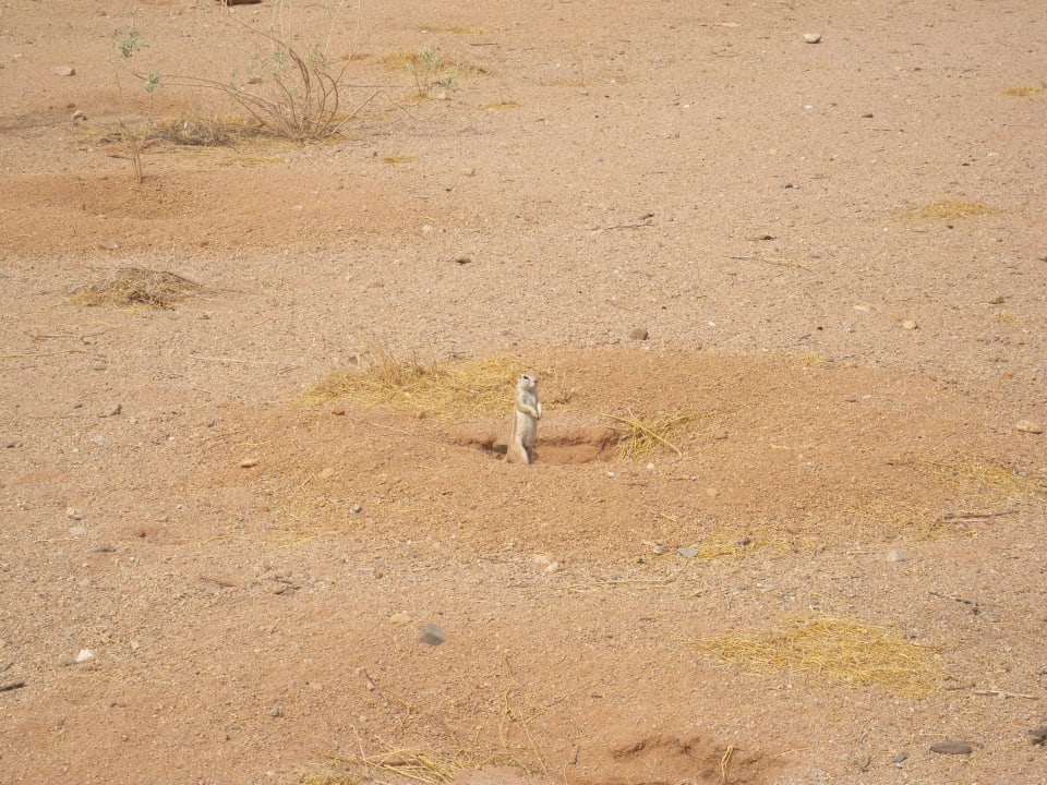 Zutrauliche Tierwelt Namib Naukluft Lodge