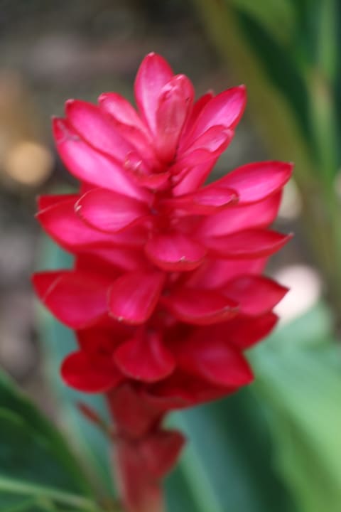 Gartenanlage Wyndham Alltra Samana