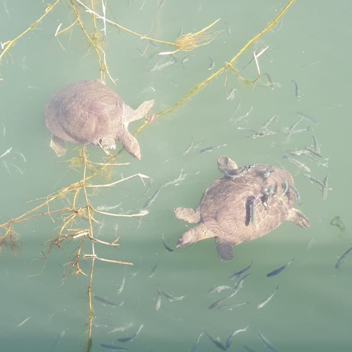 Sonstiges Side Alegria Hotel & Spa - Adults only +16