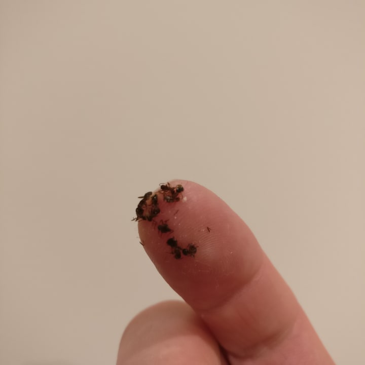 Zimmer allsun Hotel Bella Paguera