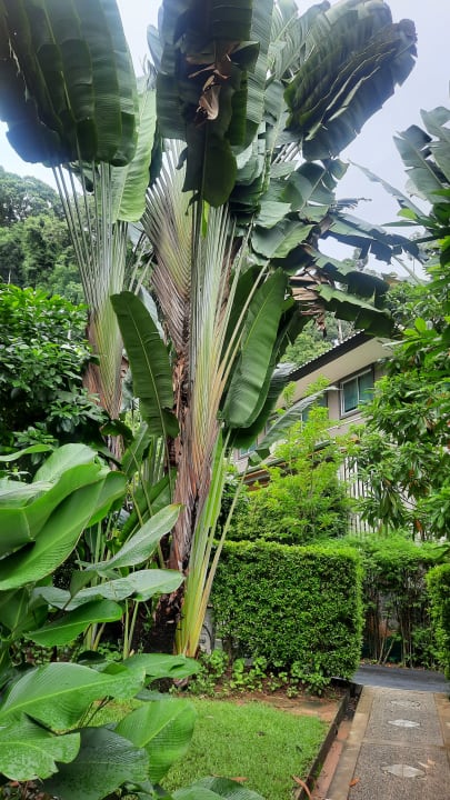 Gartenanlage Moracea by Khao Lak Resort