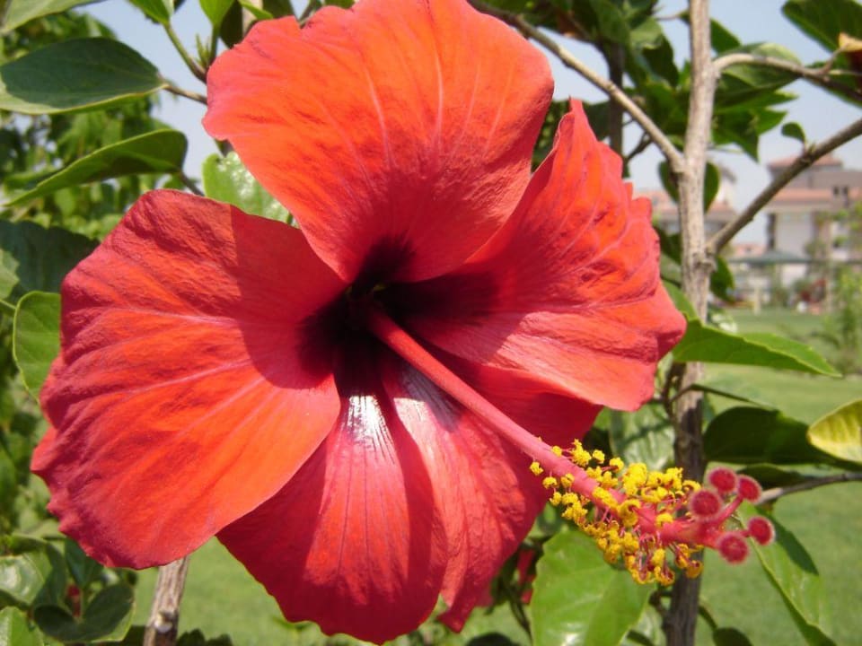 Blume der schönen Gartenanlage Hane Family Resort