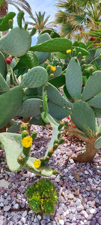 Gartenanlage Anissa Beach & Village