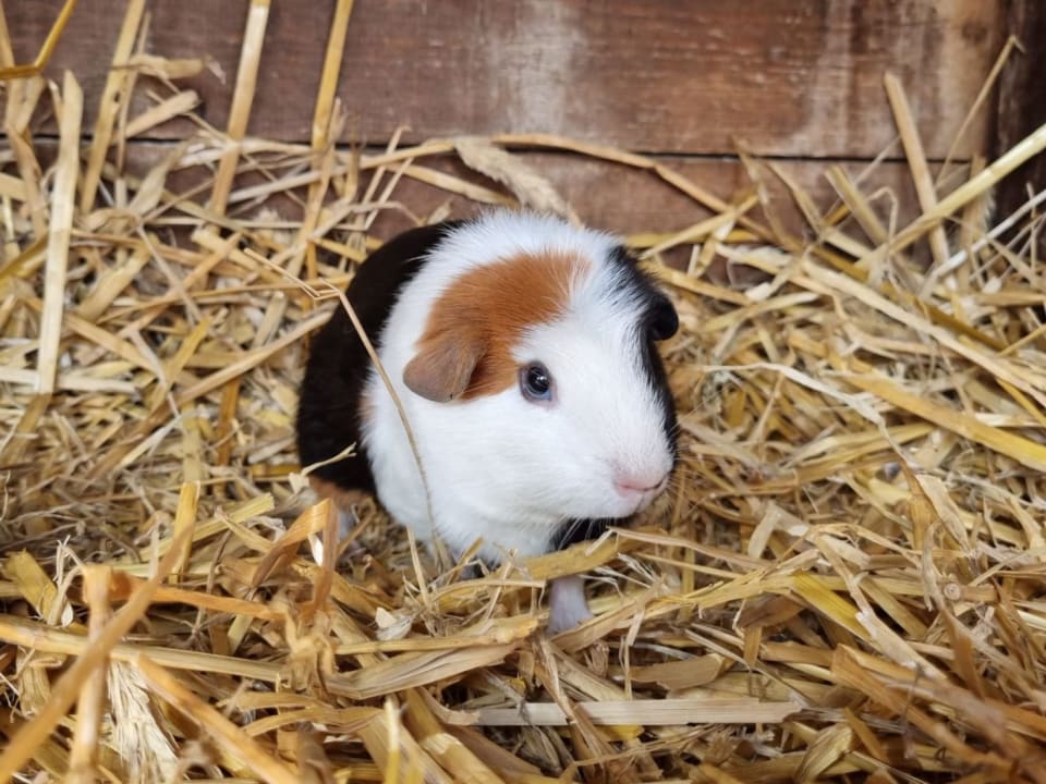 Sonstiges Ferienbauernhof Leverenzhof