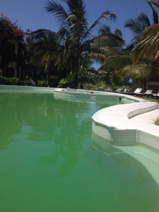 Grüner Pool My Blue Hotel