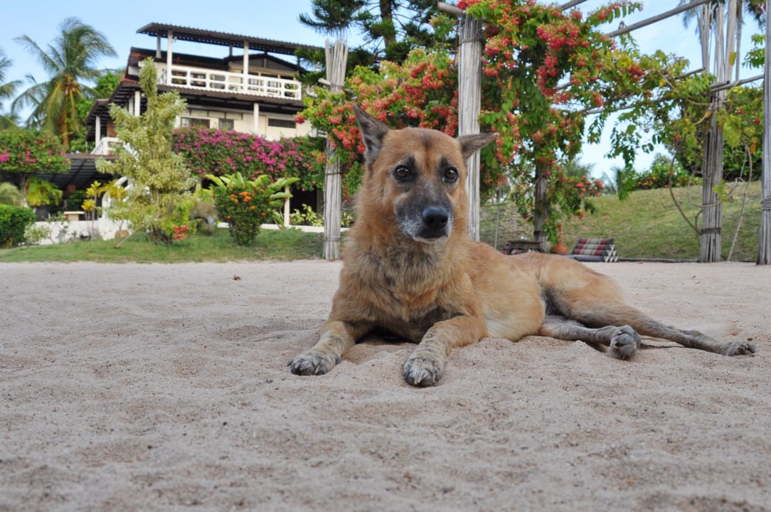 Auch für Hunde ein Paradies Villa La Kosta