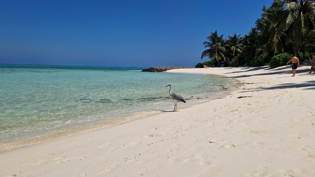 Strand Summer Island Maldives