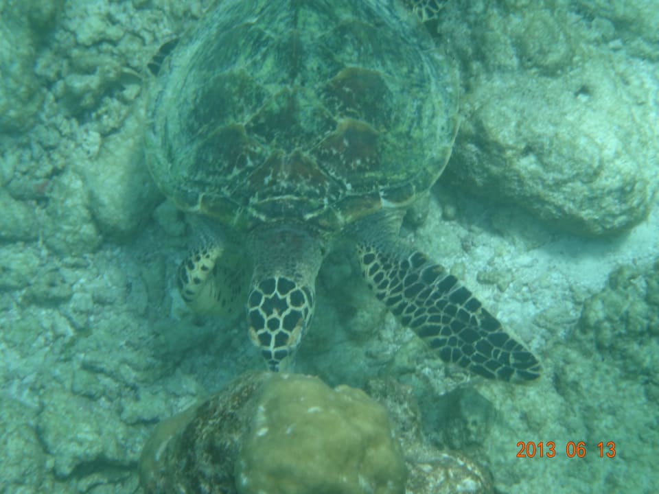 Schildi ganz nah beim schnorcheln Kuramathi Maldives