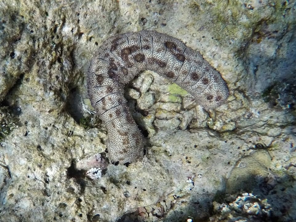 Graeffel, Seewalze NH Collection Maldives Havodda Resort