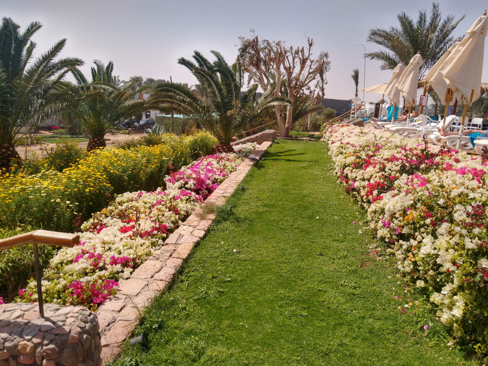 Gartenanlage Fort Arabesque Resort, Spa & Villas