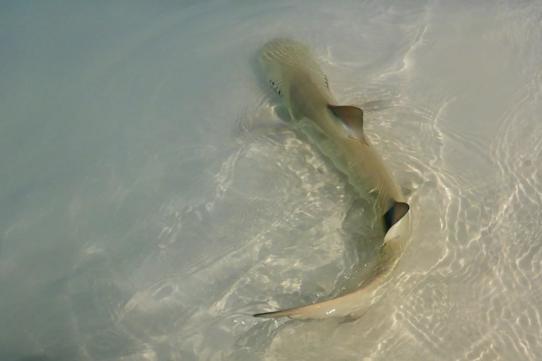 Babyhai Adaaran Select Meedhupparu Island Resort - Premium All Inclusive