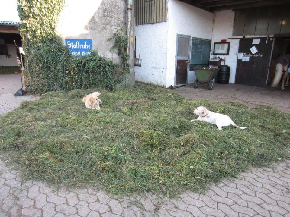 Hofhund und Gasthund Hotel Reiterhof Altmühlsee