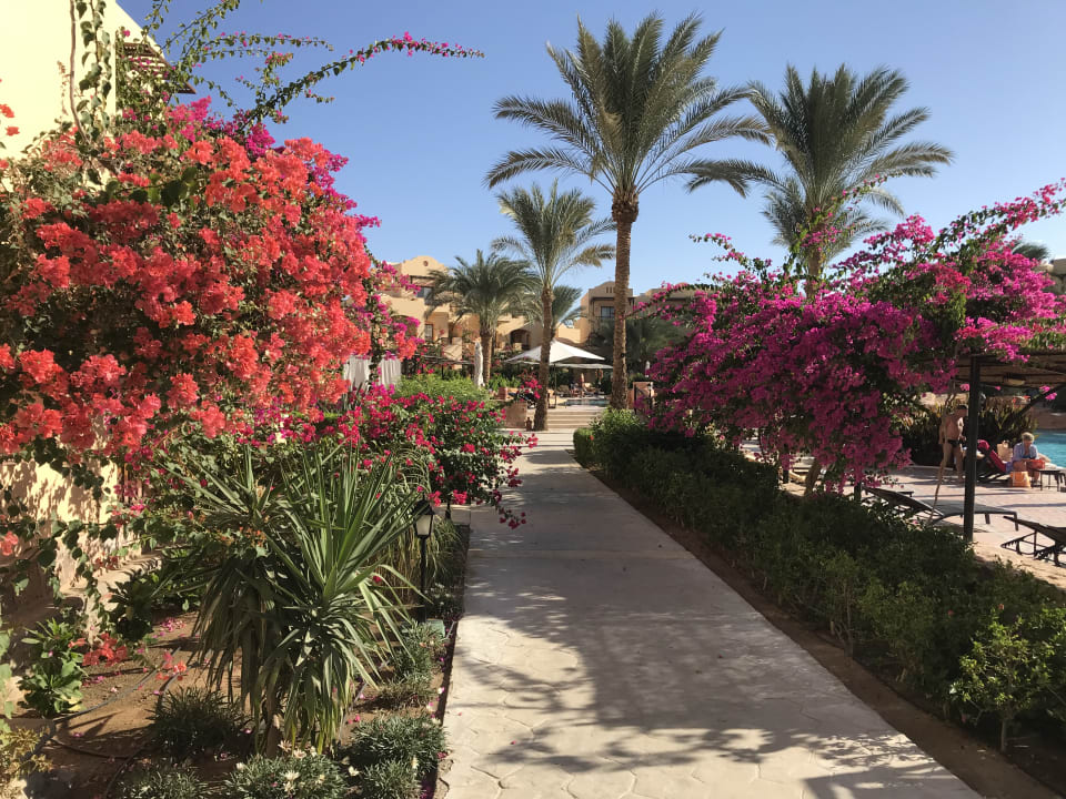 Gartenanlage Steigenberger Coraya Beach - Adults only